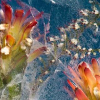 I fiori ghiacciati sono come dei dipinti!