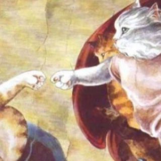 Gatti d'autore