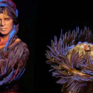 Bowiebranchia, David Bowie Duca degli Abissi